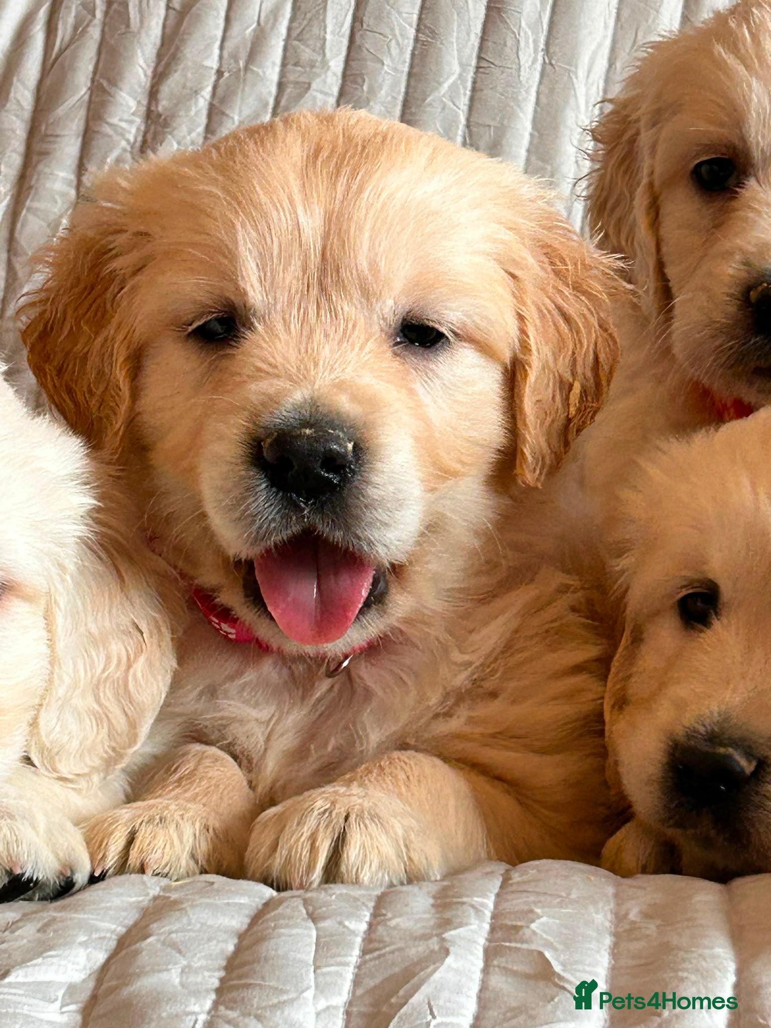 Golden Retriever dogs Fully health tested parents  - Advert 1