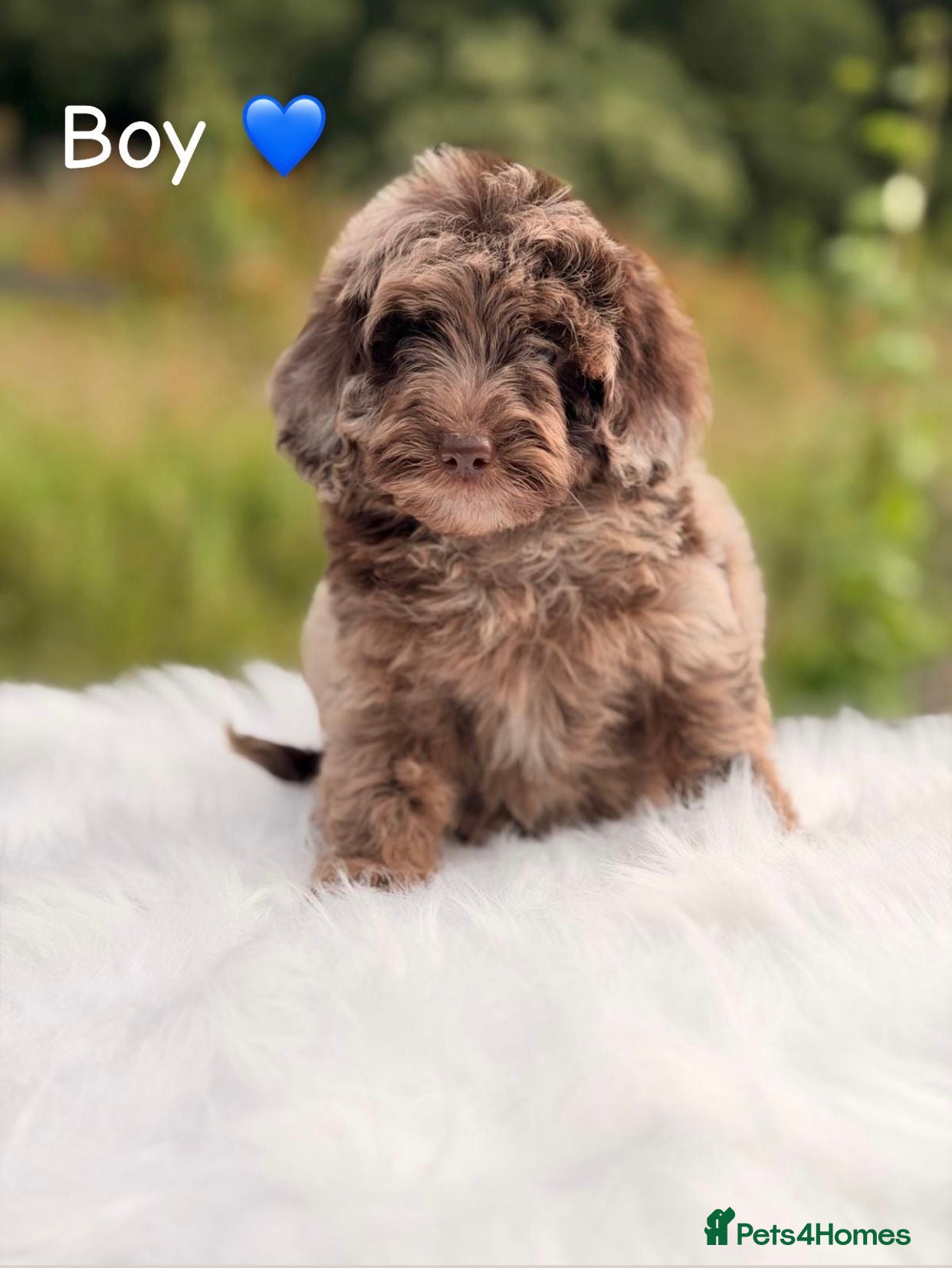 Cavapoo dogs F1B Cavapoo puppies  - Advert 2
