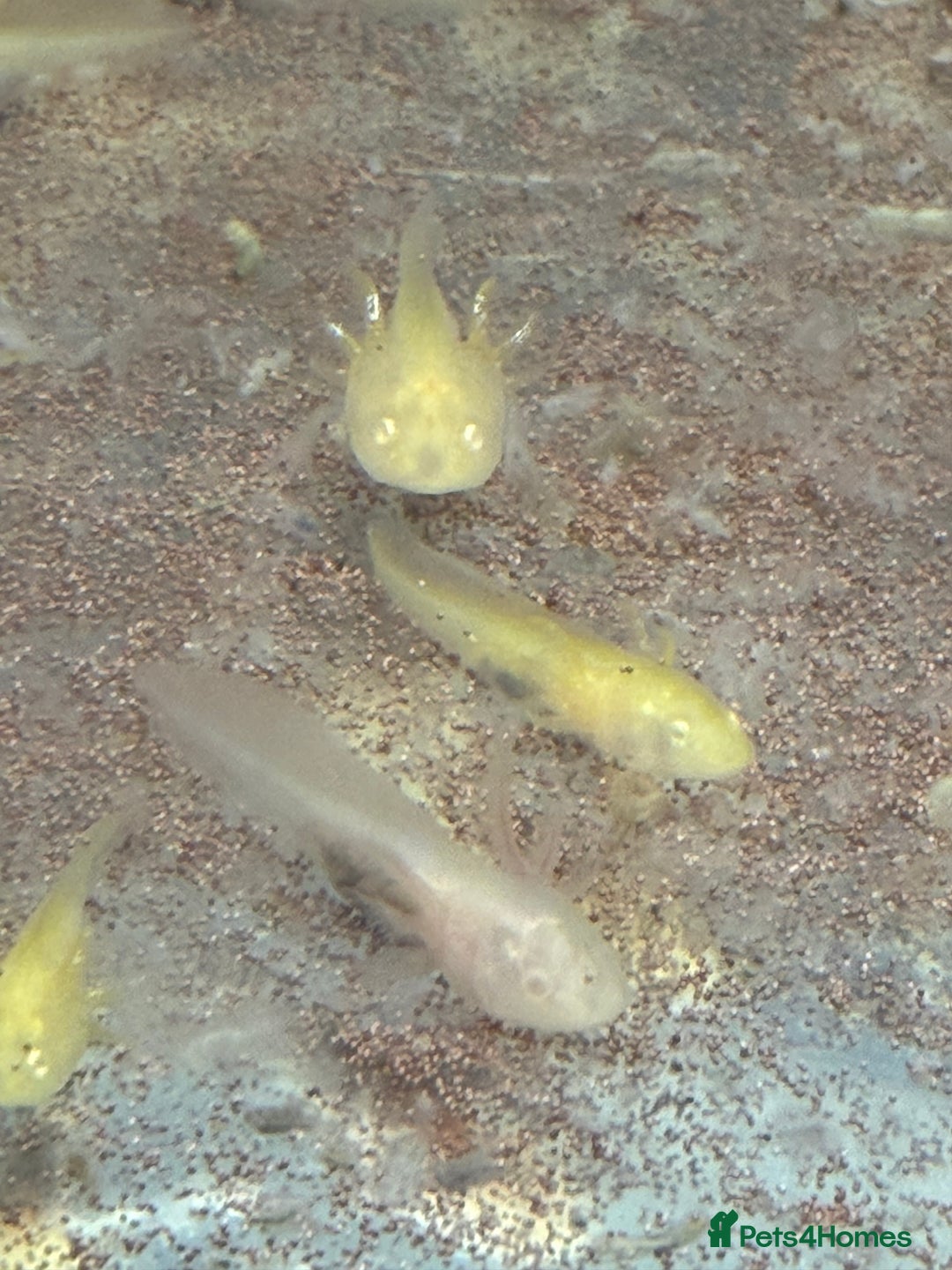 Axolotl reptiles for sale: Axolotl - Advert 29