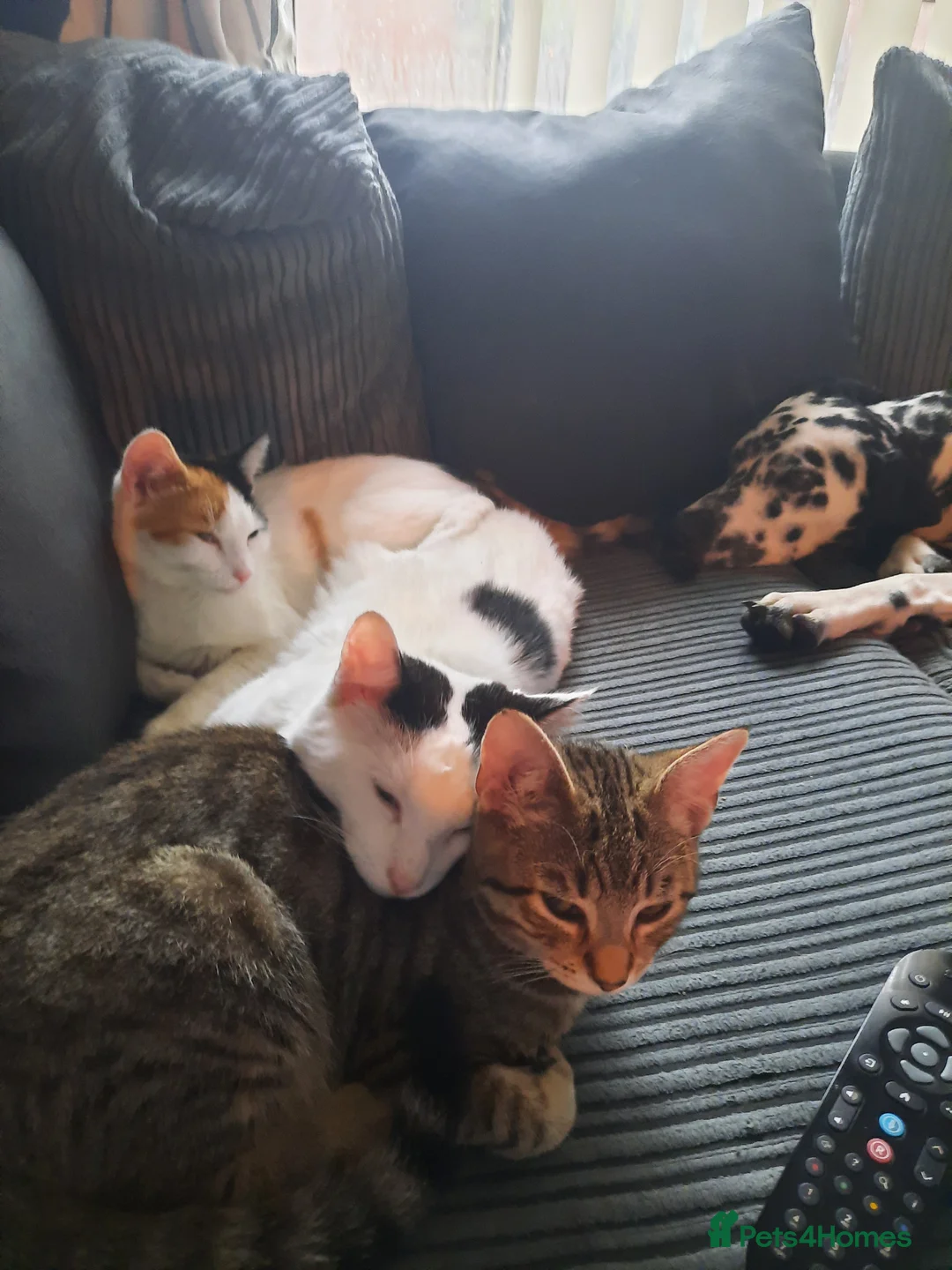 Mixed Breed cats for sale: Cats for free in Dinas Powys - Advert 22