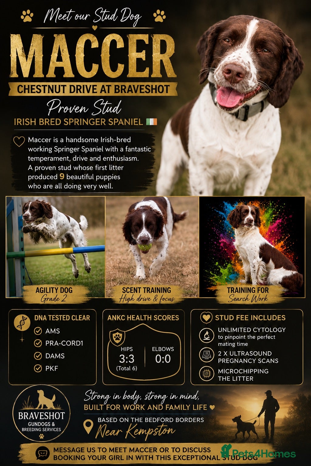 English Springer Spaniel dogs Proven stud - Advert 1
