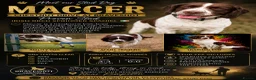 English Springer Spaniel dogs for stud: Proven stud - Advert 1