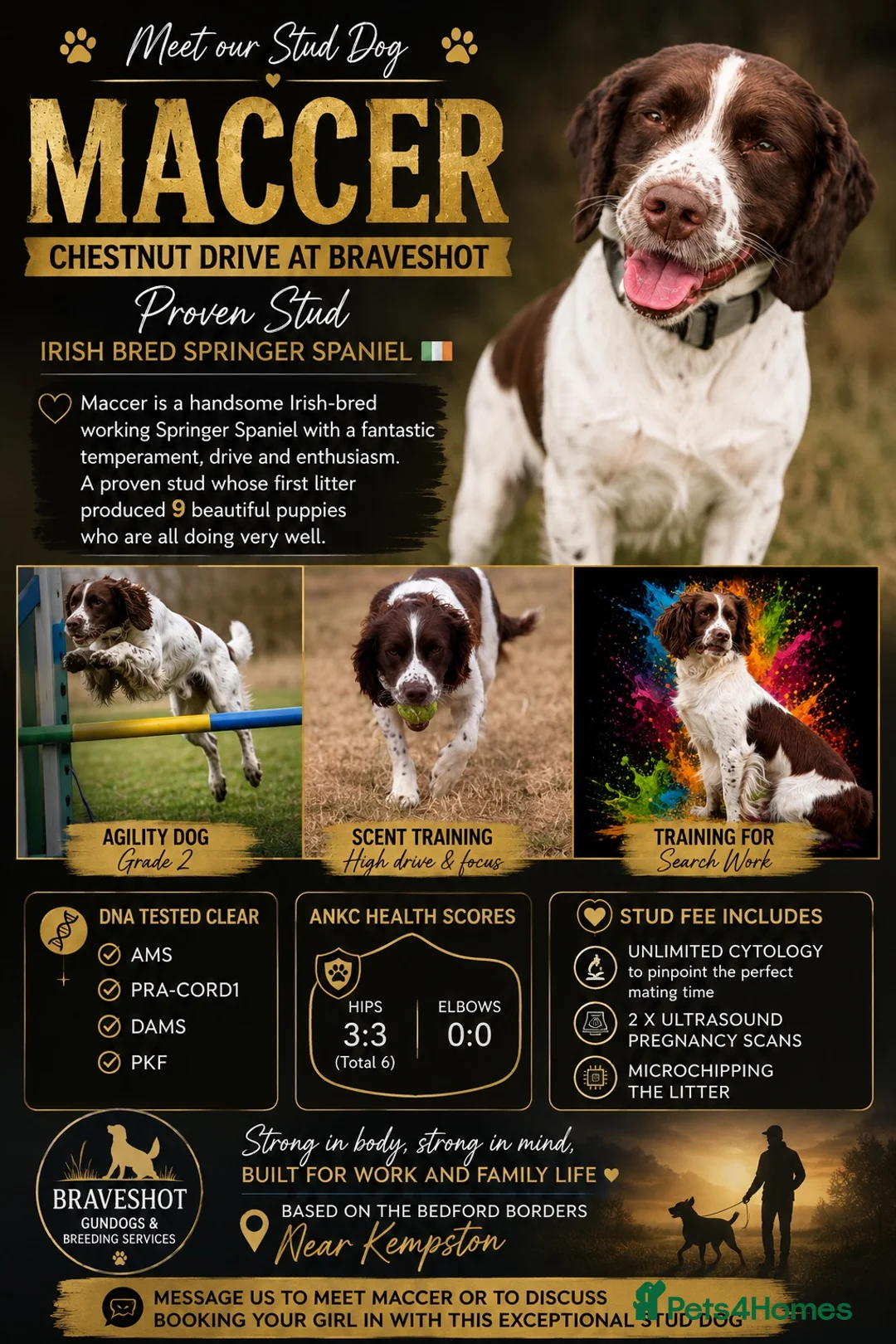 English Springer Spaniel dogs for stud: Proven stud - Advert 1