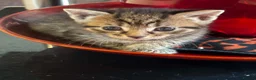 British Longhair cats for sale: Cuddles required  in Dursley - Advert 9