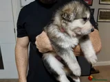 German Shepherd 10 light pink collar