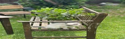 Ragdoll cats for sale: Beautiful ragdoll for sale last one  - Advert 8