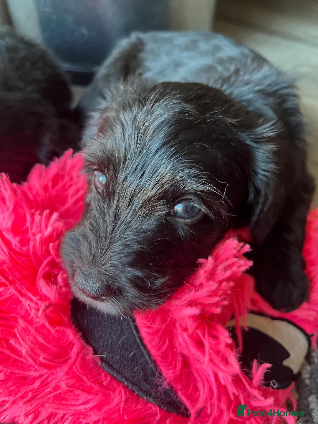 Cockapoo dogs for stud: Cockapoo Stud Dog (PROVEN) in Maidstone - Advert 18