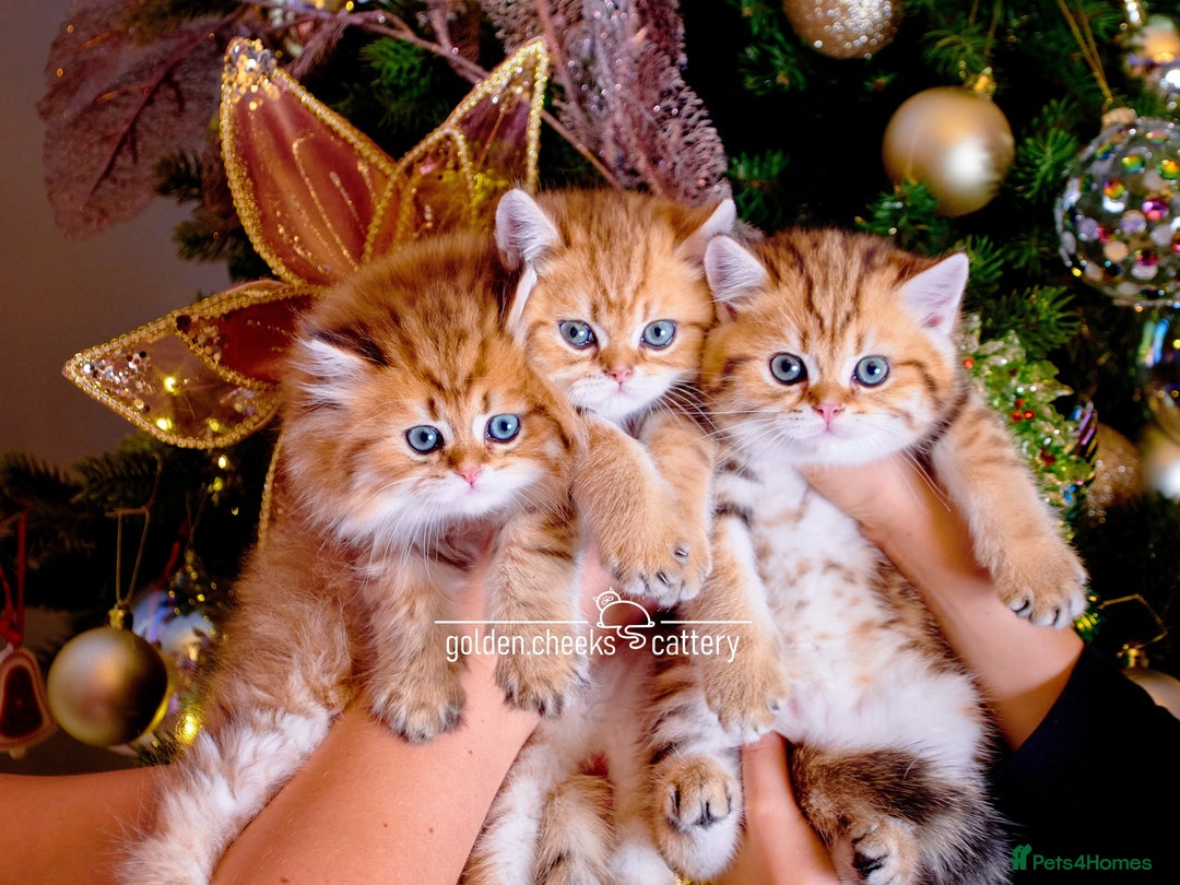 British Shorthair cats for sale: Show Quality Golden Shaded Kittens - Image 14
