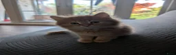 British Shorthair cats for sale: 4 Beautiful loving adorable kittens  - Advert 7