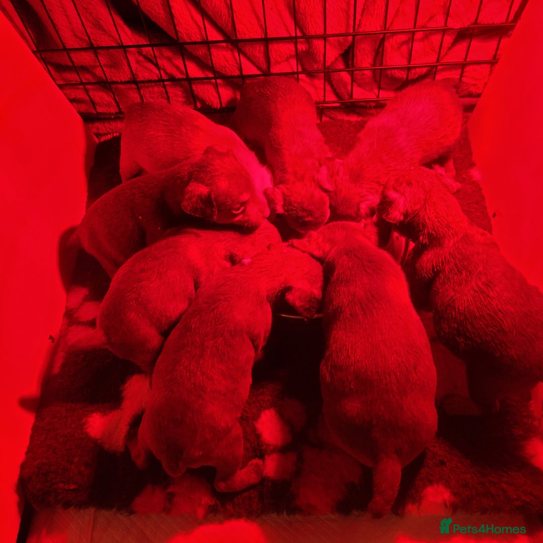 Patterdale Terrier dogs for sale: Chocolate  Patterdales  - Advert 3