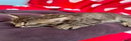 European cats for sale: Beautiful kittens 🐱 available now in Coventry - Advert 3