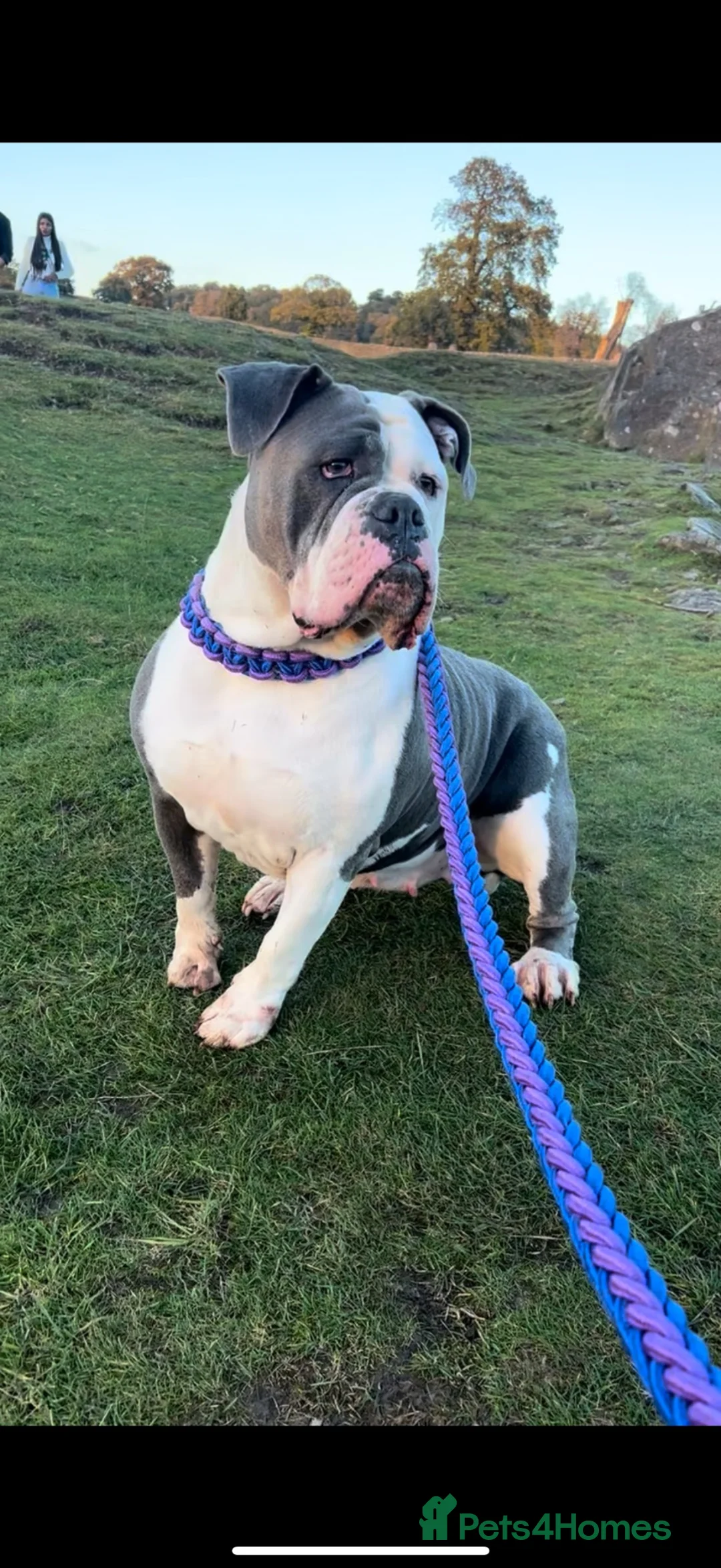 Olde English Bulldogge dogs for sale: Blue fawn olde English bulldog 1 year old KC reg - Advert 2