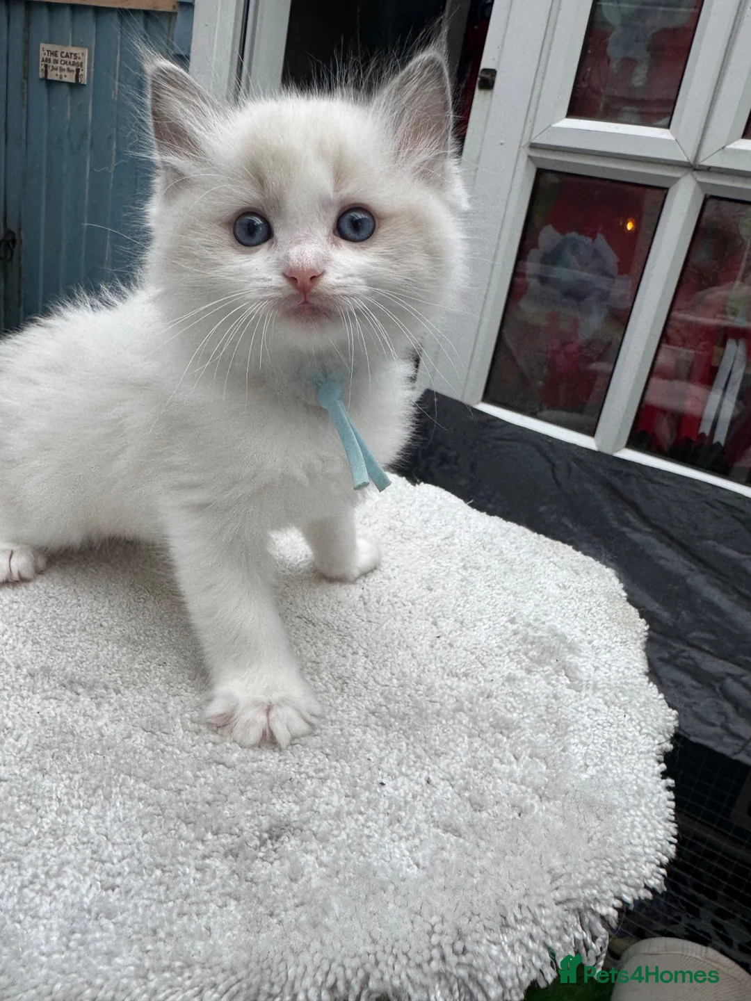Ragdoll cats for sale: Gccf (champion) ragdoll kittens  - Advert 40