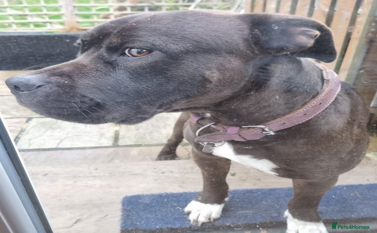 Mixed Breed dogs - Advert 4