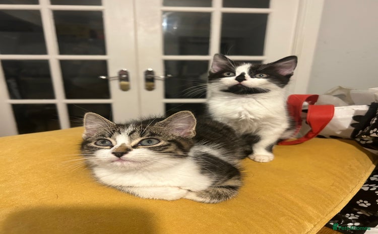 Mixed Breed cats - Advert 2