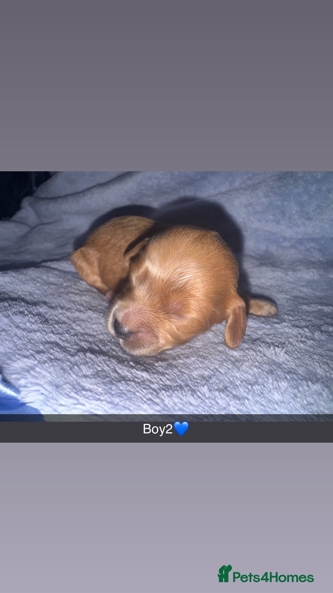 Cockapoo dogs for sale: Toy F1B cockapoo  - Image 12