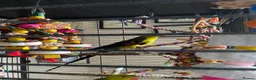 Parrots birds for sale: Regal ,rock pebbler parrots in Rotherham - Advert 19