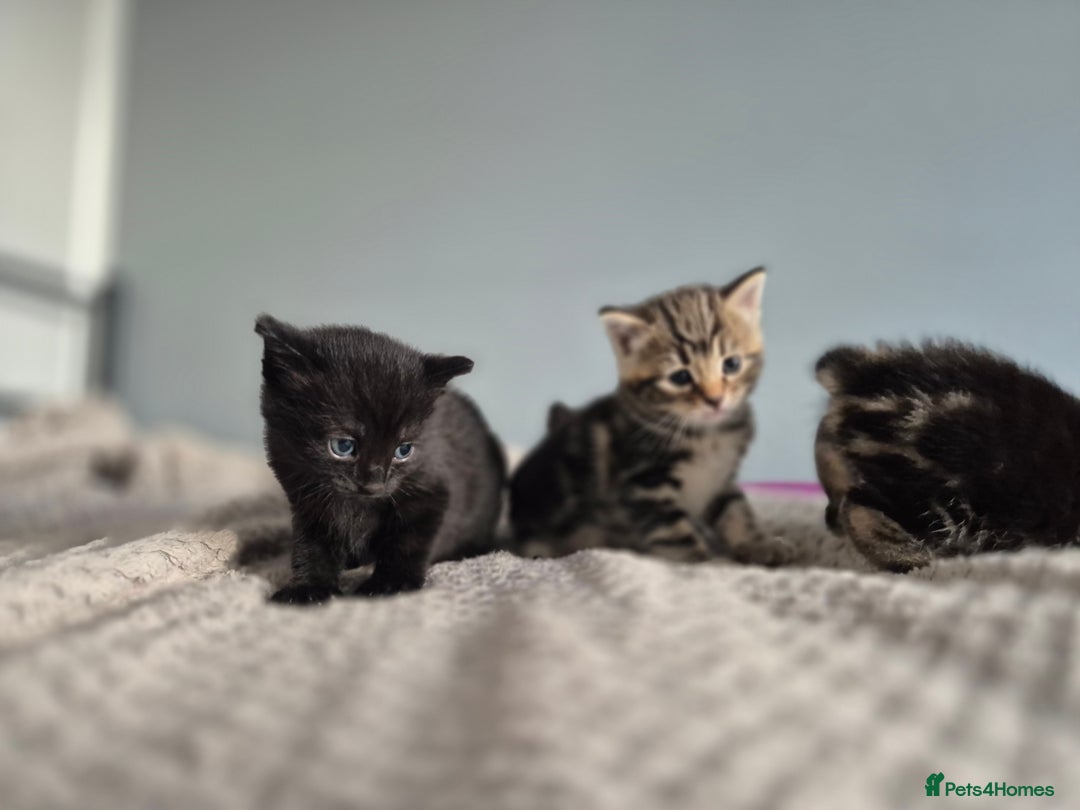 Mixed Breed cats for sale: 4 lovly kittens - Image 15