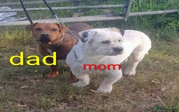 Mixed Breed dogs for sale: Adorable pups for sale - Image 4