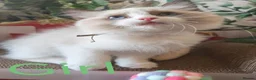 Ragdoll cats for sale: GCCF REGISTERED BEAUTIFUL RAGDOLLS KITTENS  - Advert 20