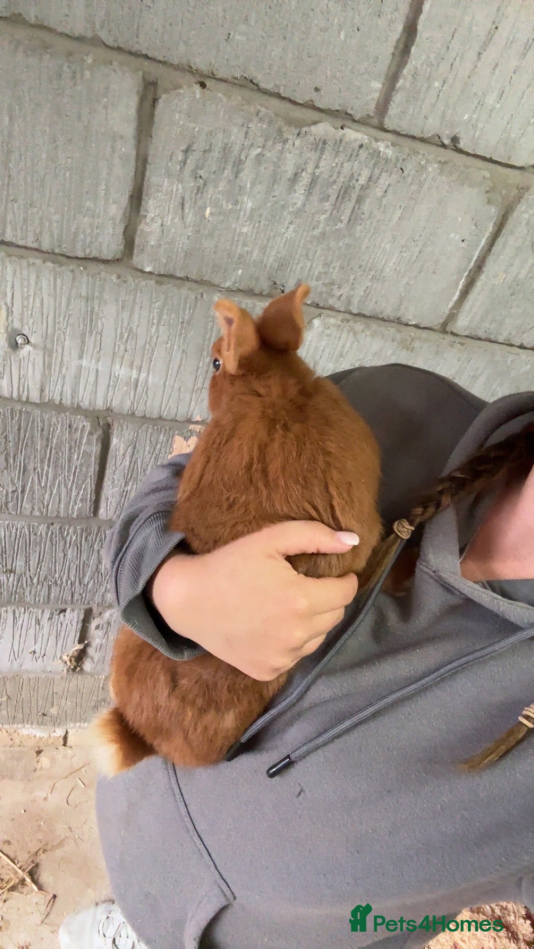 Mini Lop rabbits for sale: Male mini lop  - Image 10