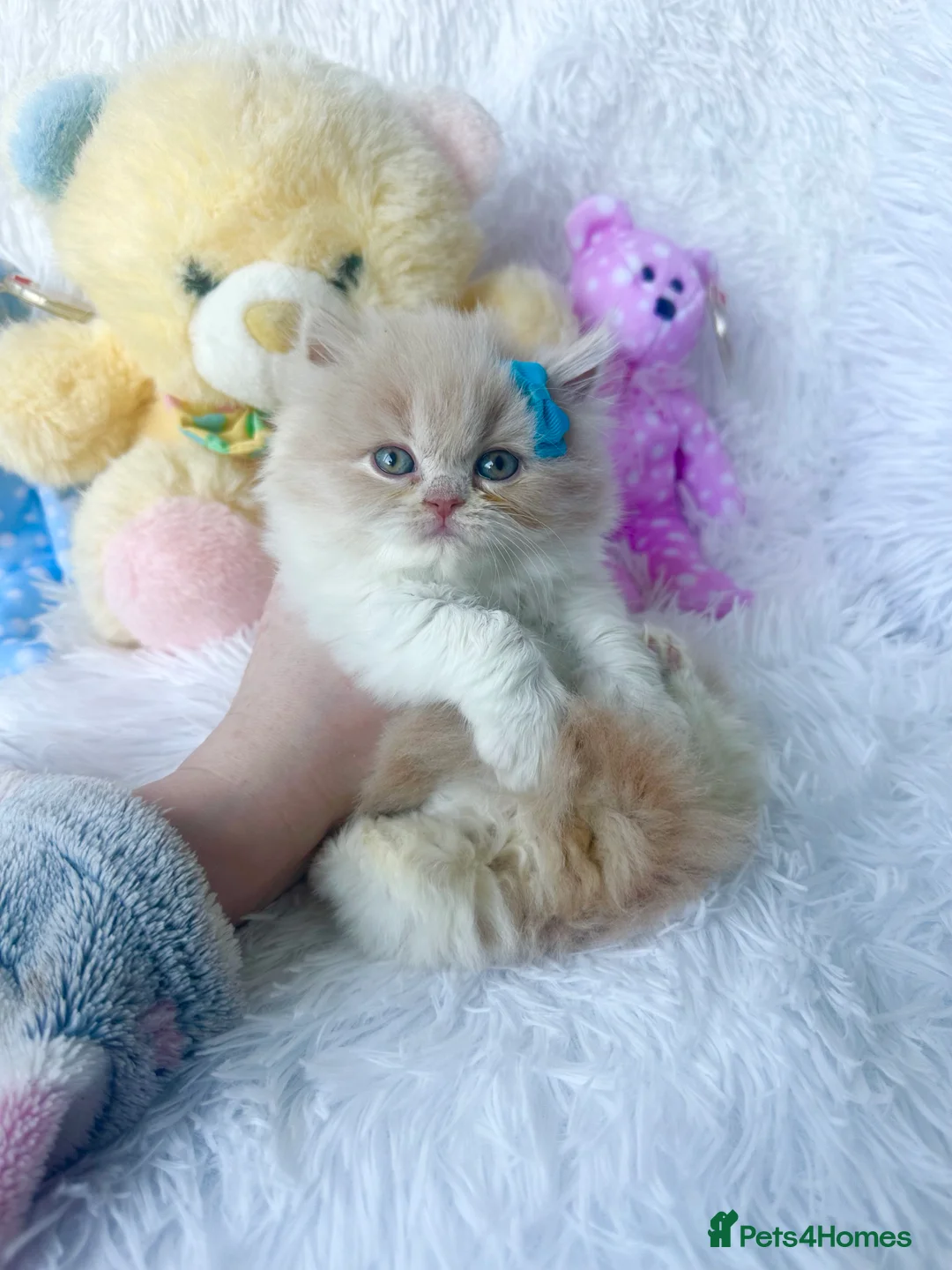 British Shorthair cats for sale: ⭐️ British Shorthair & Longhaired Kittens⭐️  - Advert 9