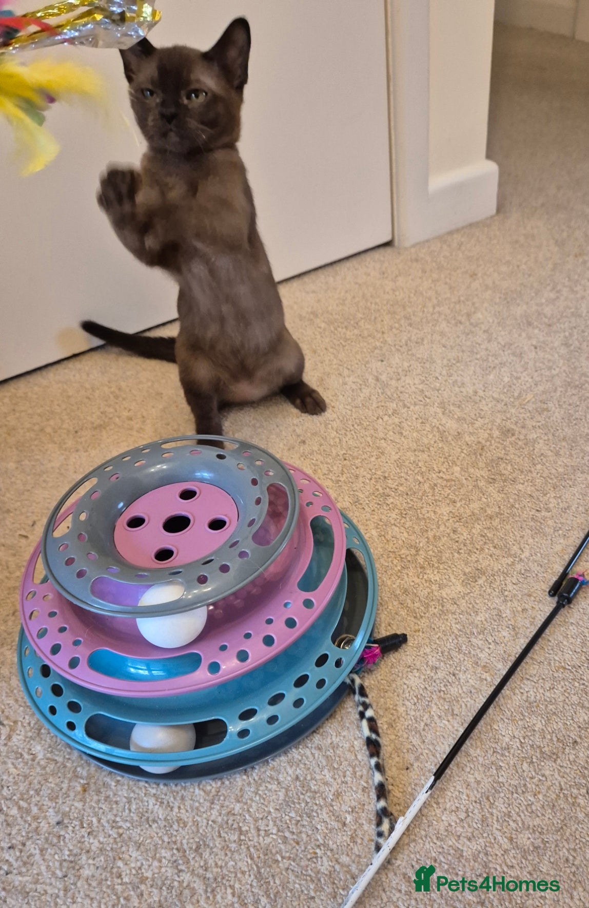 Burmese cats for sale: Pedigree Burmese Kittens Available - Advert 22