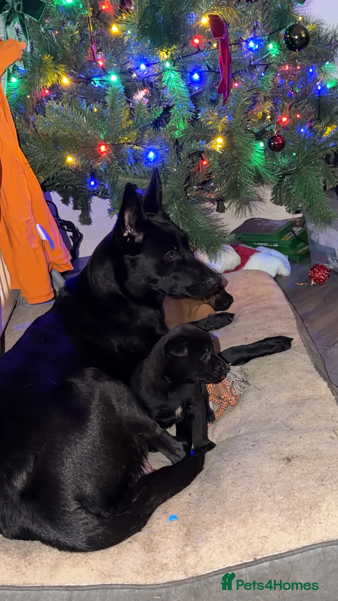 Belgian Shepherd Dog dogs for sale: MALI PUPPIES  - Advert 5