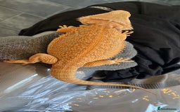Bearded Dragon reptiles for sale: Female hypo baby bearded dragon - Image 7