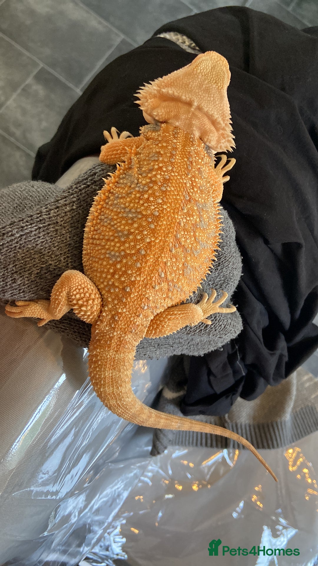 Bearded Dragon reptiles for sale: Female hypo baby bearded dragon - Image 7