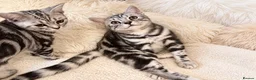 British Shorthair cats for sale: Stunning Silver BSH Kittens GCCF Champion Lines - Advert 14