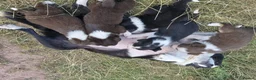 Border Collie dogs for sale: Beautiful border collie pups for sale!  in Abergavenny - Advert 13
