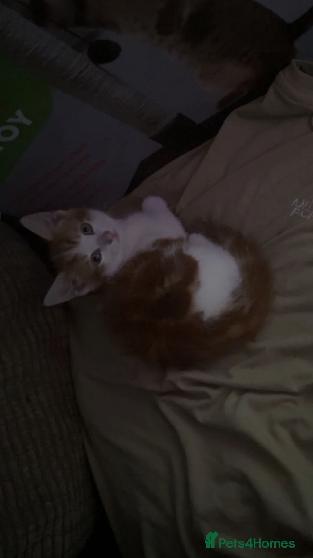 Mixed Breed cats for sale: Kitten for sale - Advert 5