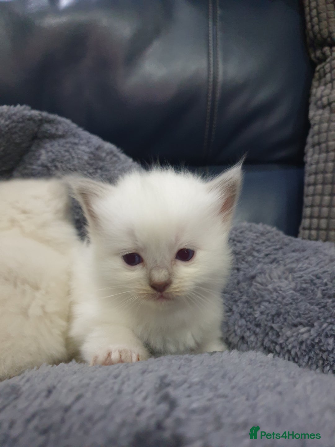 Ragdoll cats for sale: Ready to collect-Blue Point Kittens-Vaccinated - Image 9