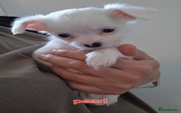 Chihuahua dogs for sale: Chihuahuas puppy's   - Image 9