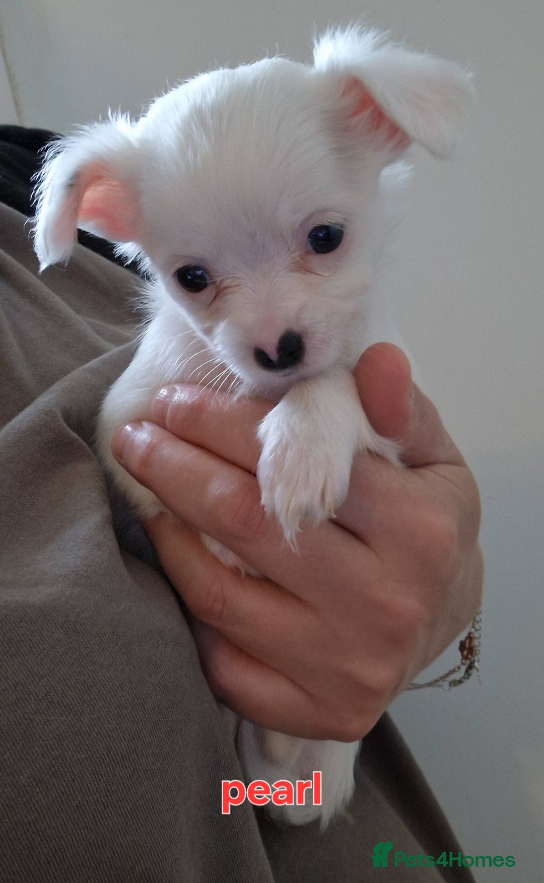 Chihuahua dogs for sale: Chihuahuas puppy's   - Image 9