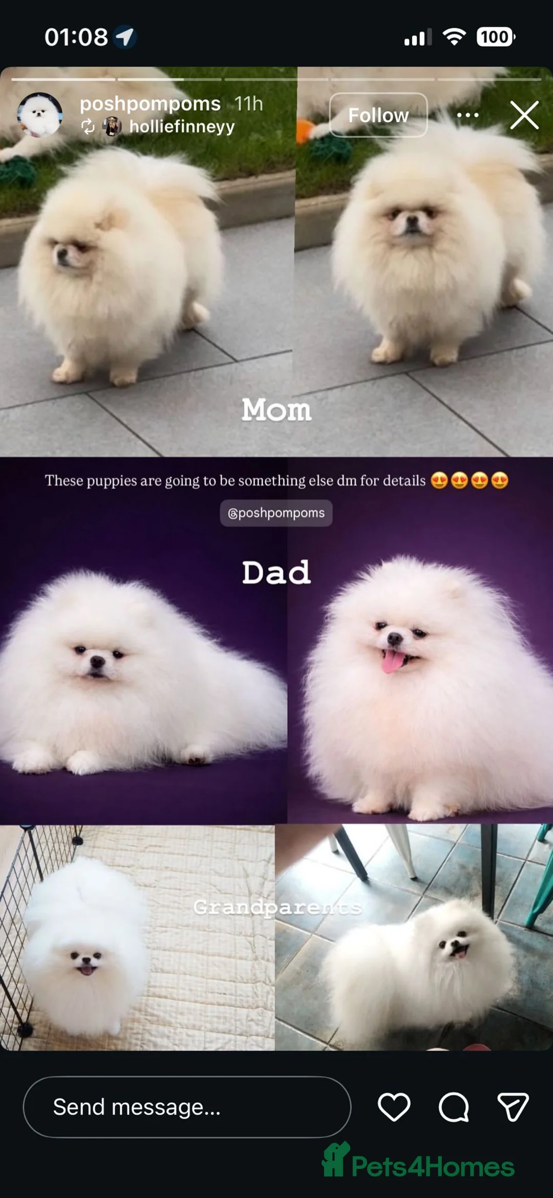 Pomeranian dogs for sale: Miss  - Advert 1