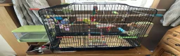 Budgerigars birds for sale: Budgies x 2 and cage and accessories  in Sowerby Bridge - Advert 1