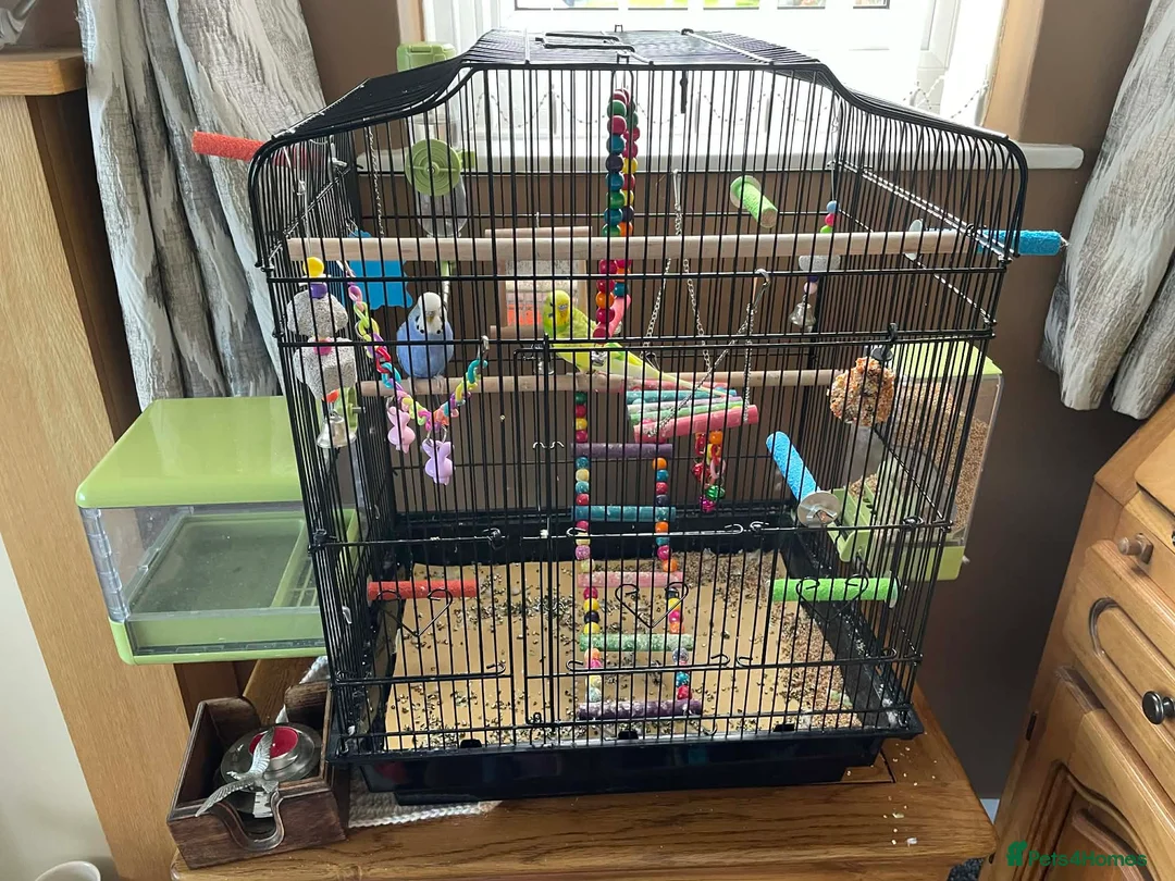 Budgerigars birds for sale: Budgies x 2 and cage and accessories  in Sowerby Bridge - Advert 1