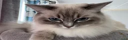 Ragdoll cats for sale: Adorable ragdoll for sale in London - Advert 4