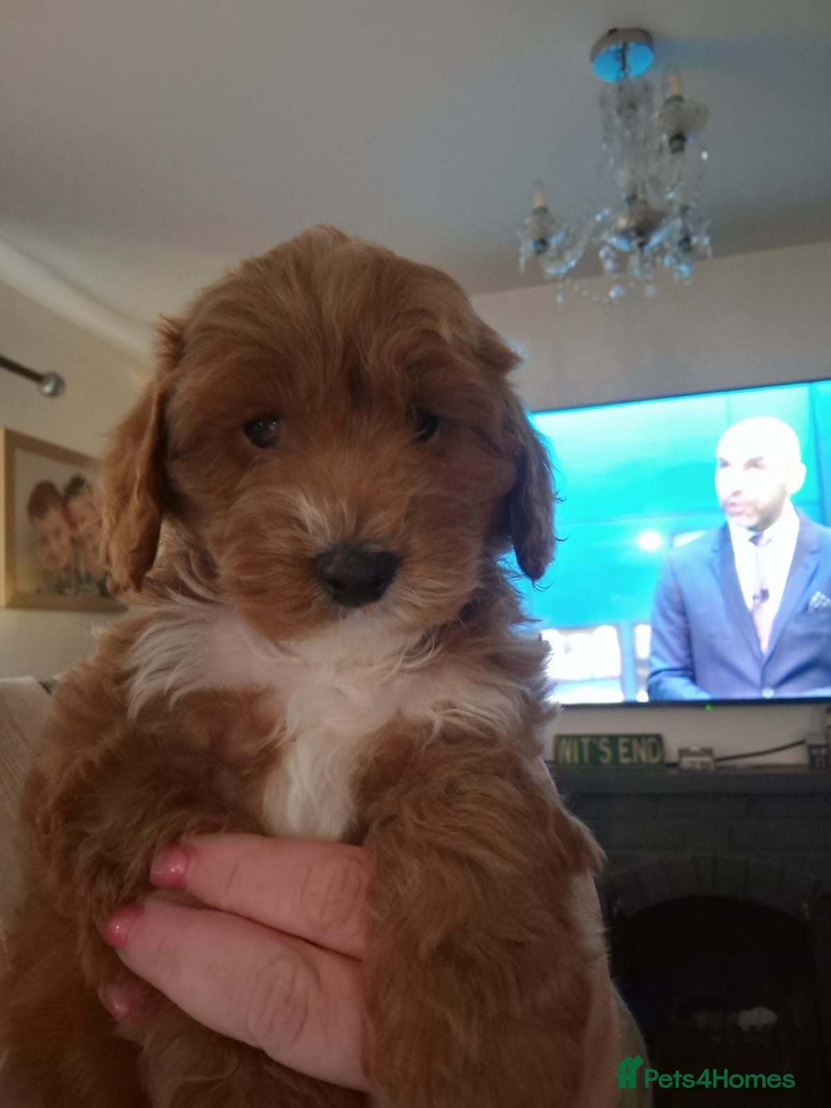 Cockapoo dogs ❤️NOW READY  !F1b cockapoos, Health tested   ❤️‼️ - Advert 11