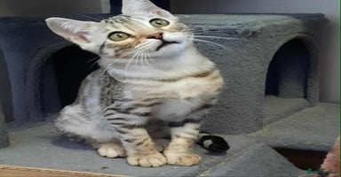 Bengal cats - Advert 3