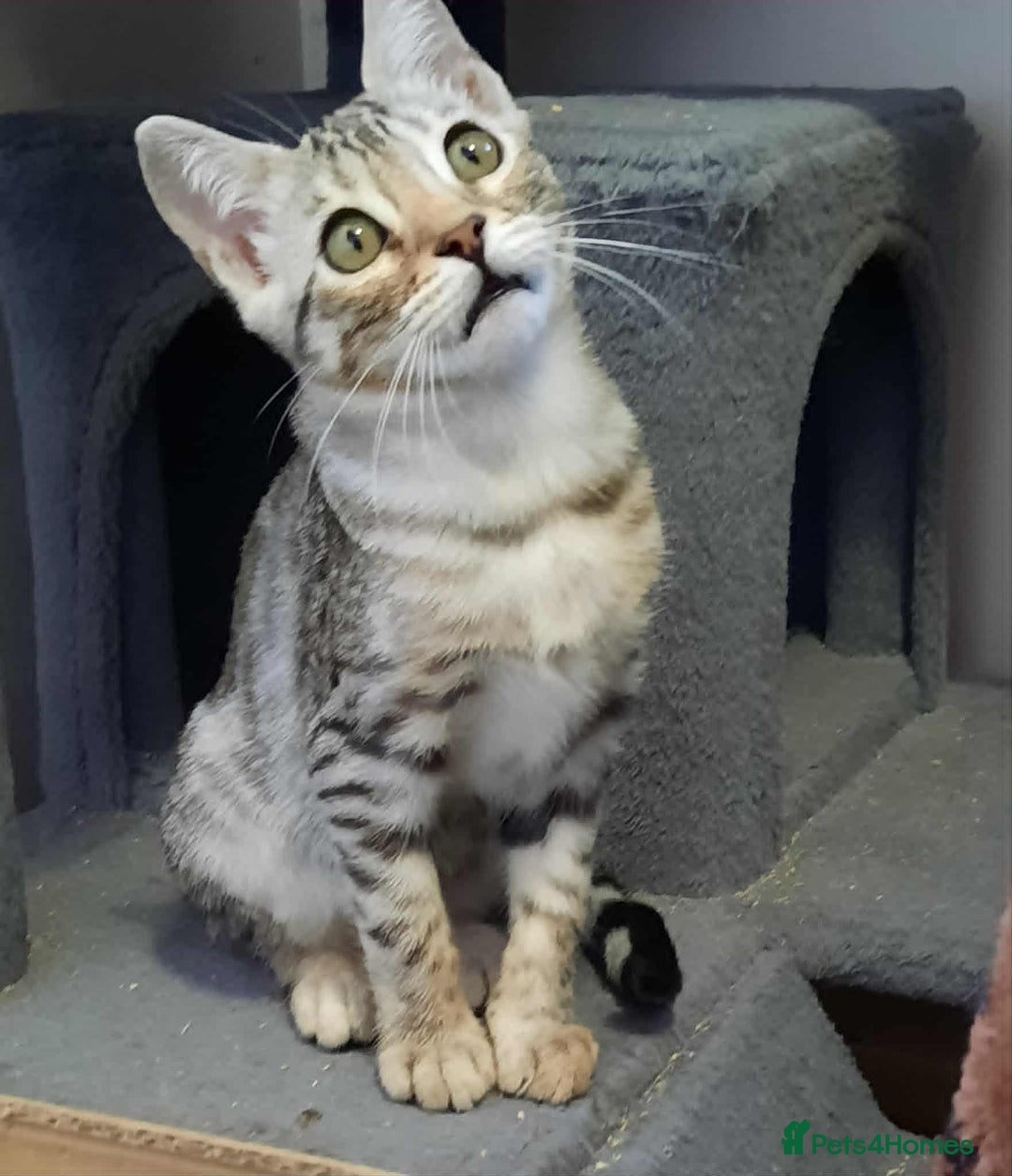 Bengal cats for sale: STUNNING GLITTER PELTED TICA REG BENGAL KITTENS - Image 3