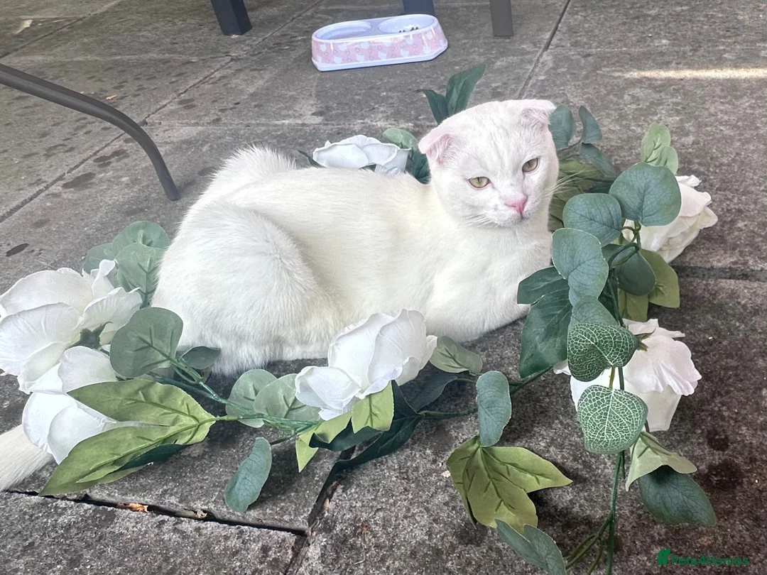 Scottish Fold cats for stud: 🐾 STUD SERVICES AVAILABLE – DOBBY OR CYCLOPS 🐾 - Advert 2