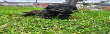 Schnoodle 1