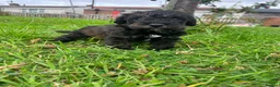 Schnoodle dogs for sale: 🐾 Adorable Schnoodle Puppies 🐾 - Advert 26