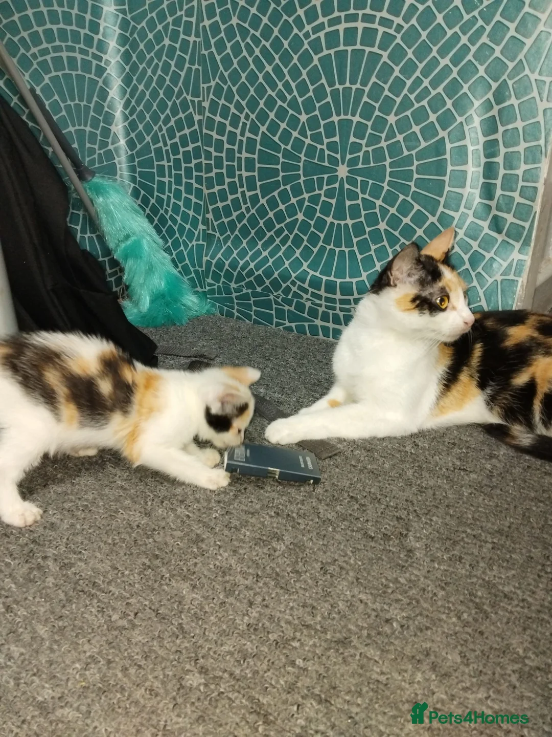 Mixed Breed cats for sale: Adorable kitten seeking a loving home - Advert 1