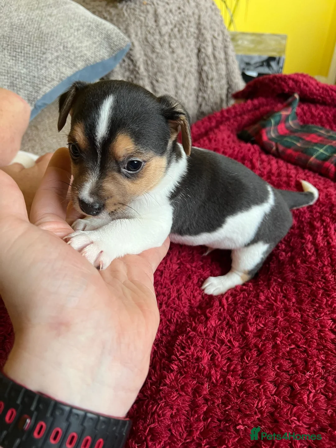 Mixed Breed dogs for sale: Jack Chi puppies, 5 boys, ready end of Feb - Advert 11