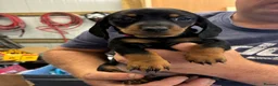 Dachshund dogs for sale: Daschund Puppies in Bridgwater - Advert 7