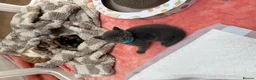 Maine Coon cats for sale: British shorthair X Mainecoon - Advert 14